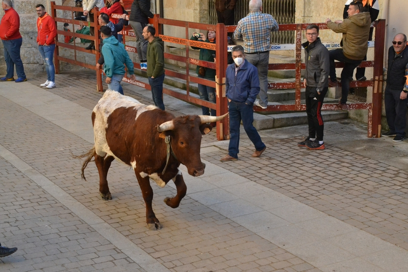 Un buey se escapa por fuera del recorrido antes del encierro