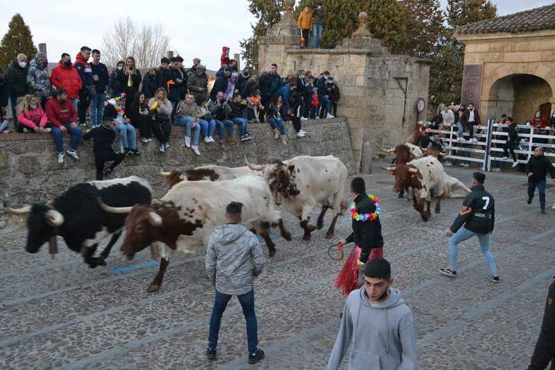 Tranquila y limpia carrera inicial de los bueyes de Luis Cebrián