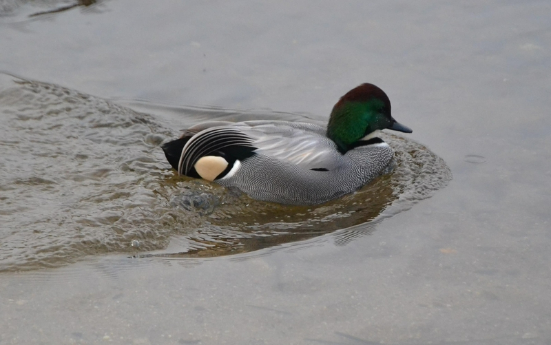 Un ejemplar menos habitual en España se asienta en la colonia de patos del Águeda
