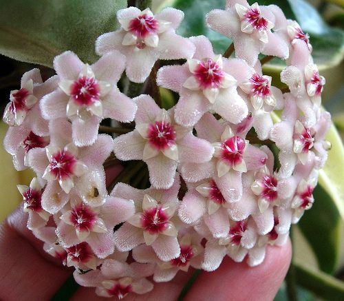 Mirar las flores y las estrellas