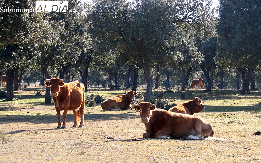 El vacuno se dispara en la vuelta de la presencialidad de las sesiones 