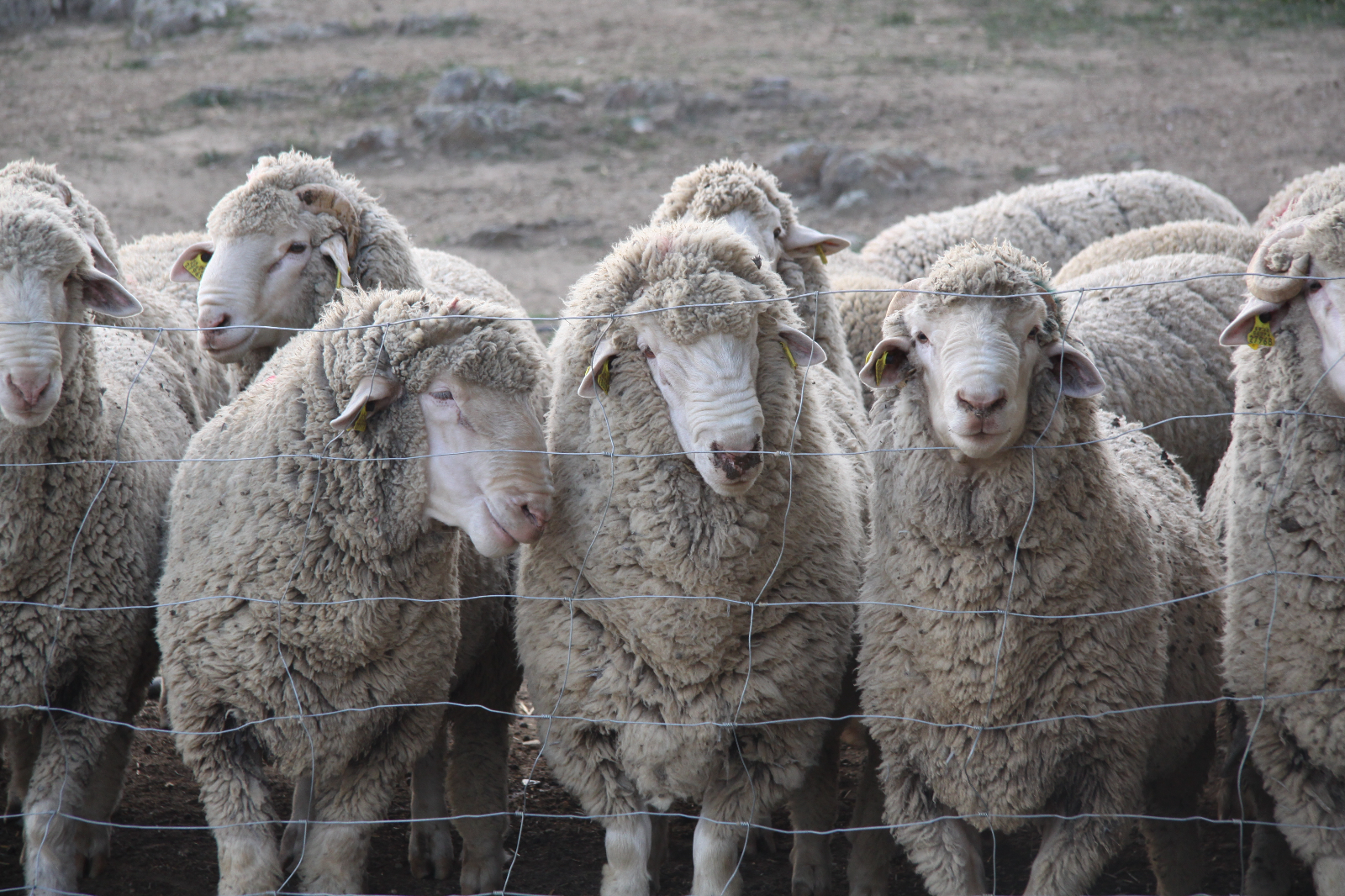 Importancia y beneficios de la ganaderia extensiva - 4 