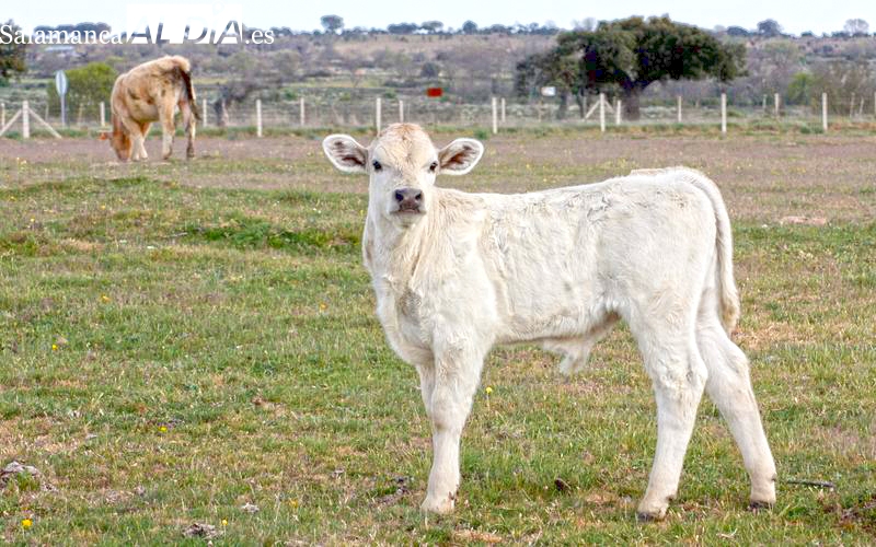 El vacuno de cebo mantiene los precios al alza y ahora se suma el sacrificio