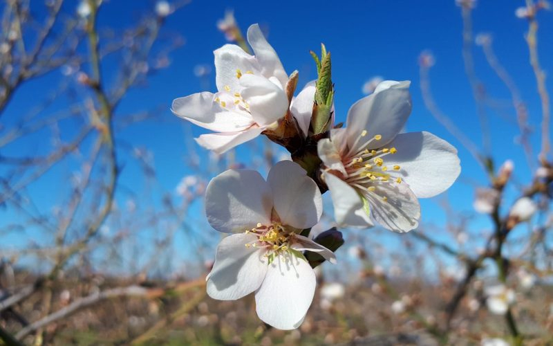 Lumbrales luce sus almendros en flor
