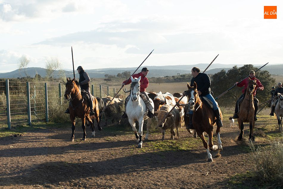 El Centro Ecuestre Casasola realiza trabajos de encabestrado para el encierro a caballo del Domingo de Carnaval 