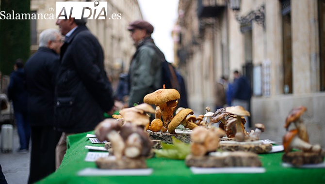 Santiz acoge un curso de aprovechamiento micológico el próximo 16 de marzo