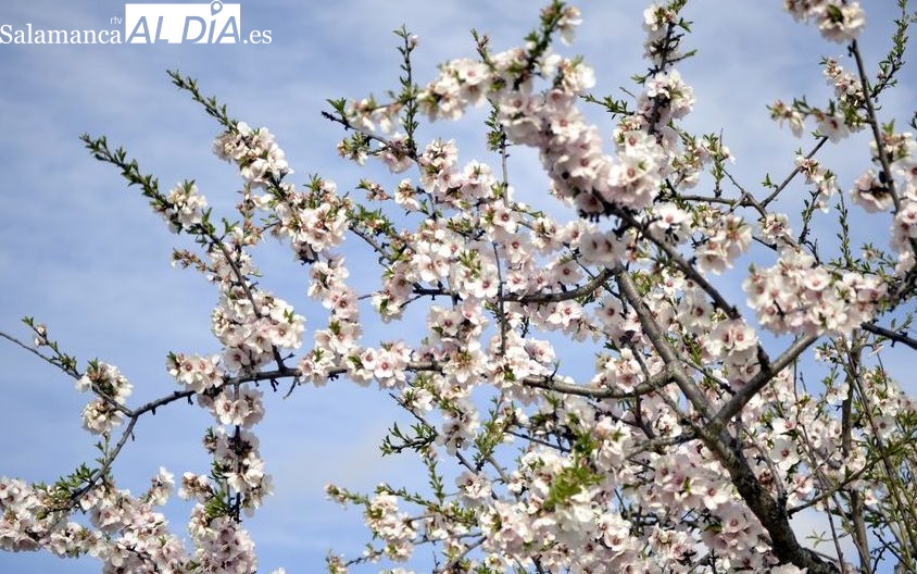 La Diputación de Salamanca, Adecocir y Adezos convocan el 2º Certamen de Pintura al aire libre ‘Almendros Vivos’