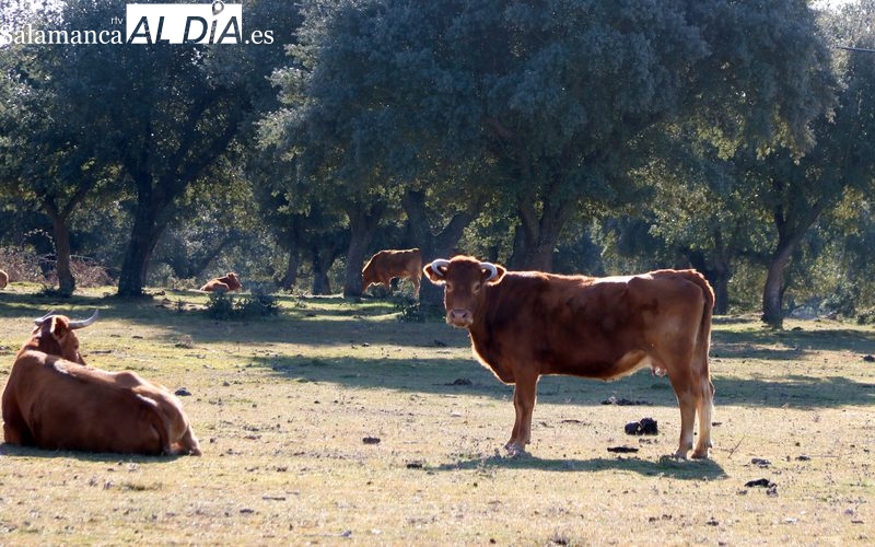 Jornada positiva para los ganaderos al registrarse subidas en casi todas las mesas 