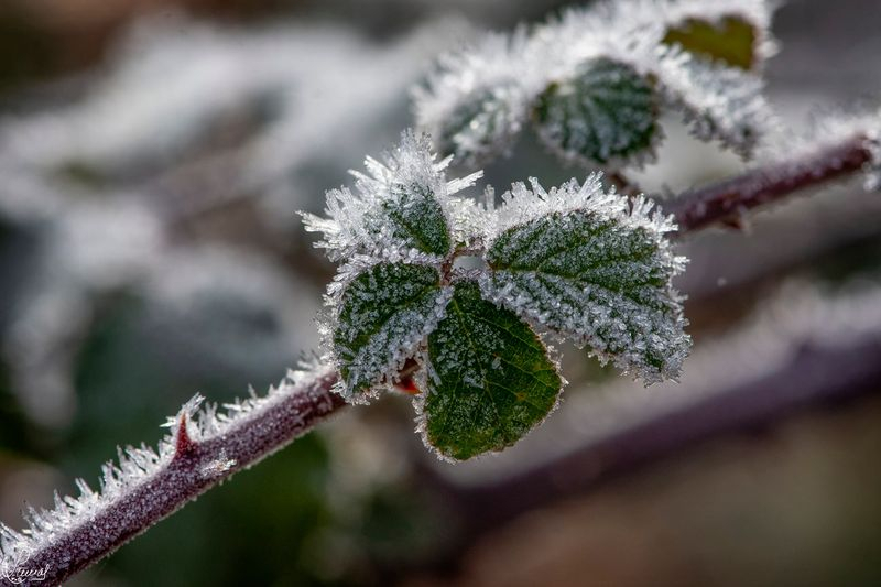 Pedraza de Alba marca una de las temperaturas más bajas del país