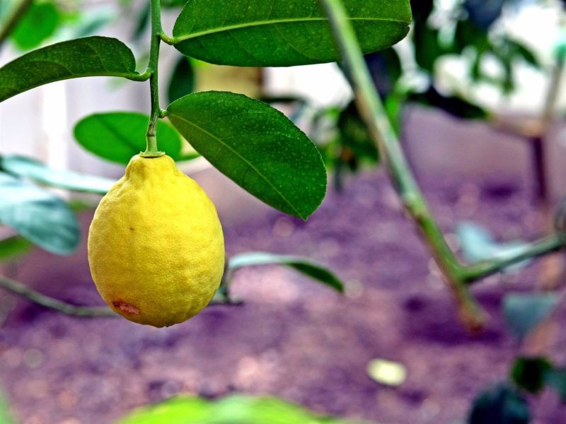 ¿Limón con agua? Descubre algunos de sus beneficios