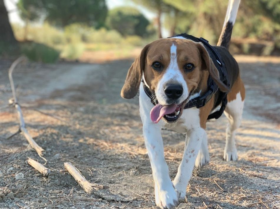 Un estudio demuestra que tener mascotas está relacionada con un menor deterioro de la cognición a lo largo del tiempo