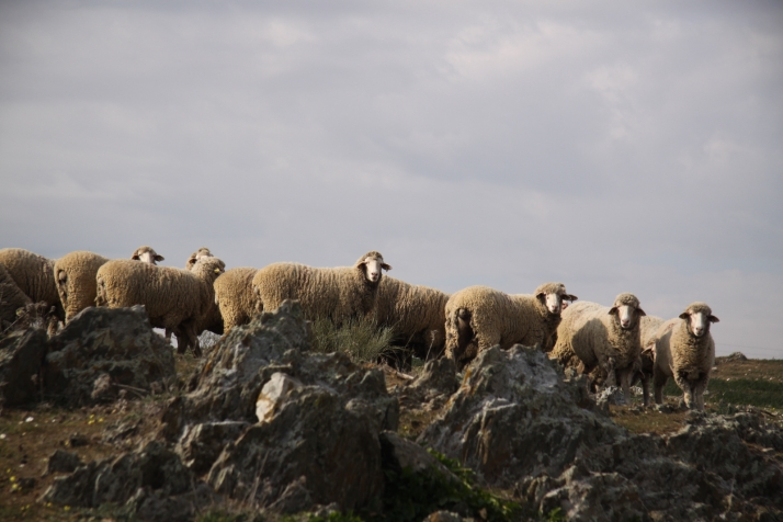 El el medio natural y la trashumancia - 3 . Las repercusiones sobre el berbazal 