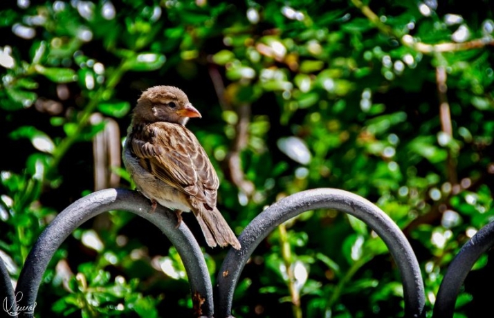 Vida silvestre... y urbana