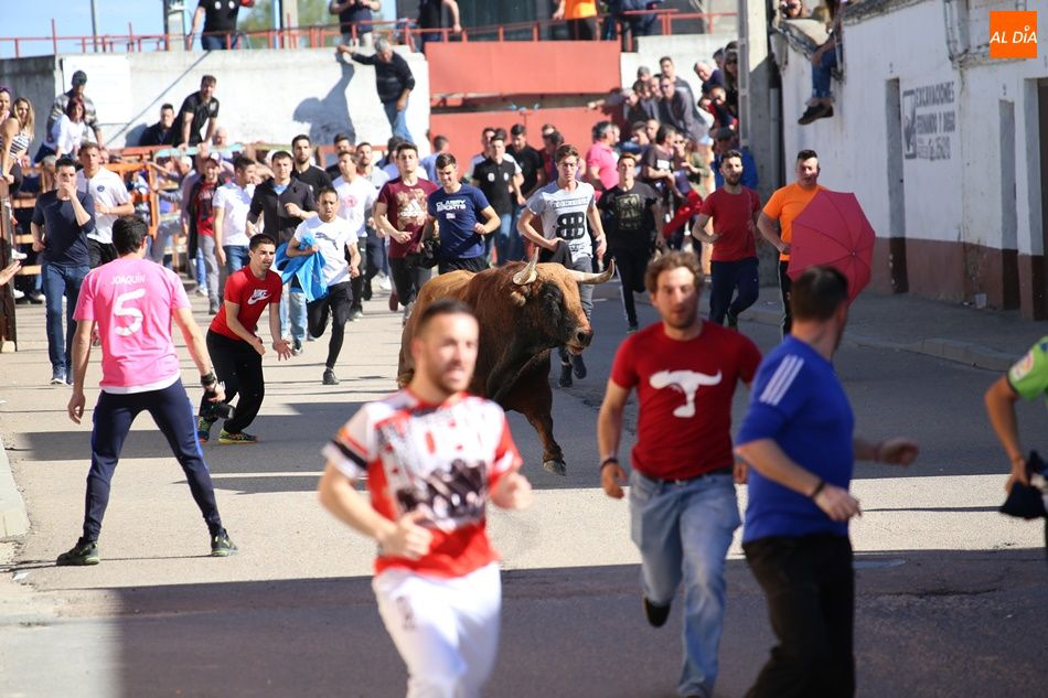 Villoria pone en marcha los preparativos para que el Toro del Voto vuelva a sus calles