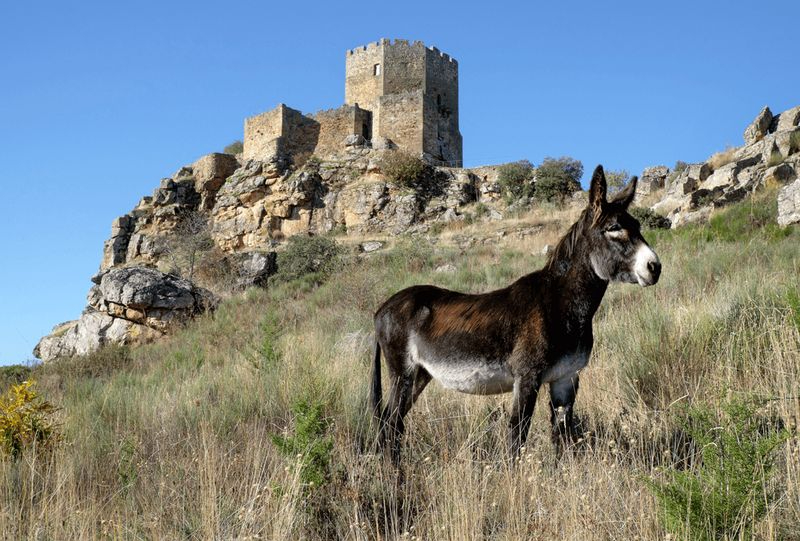  ‘11 Burros, 11 Destinos’: los más entrañables guías turísticos de la frontera