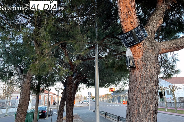 El Ayuntamiento activa un plan de protección frente a la oruga procesionaria 