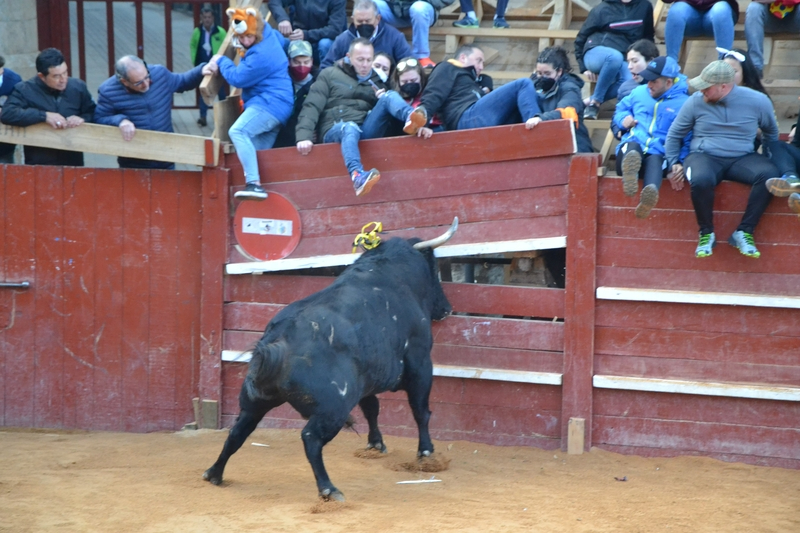 Notable rendimiento del ‘Toro de Cenizos’, con tres sustos nada más salir, ante mucho público