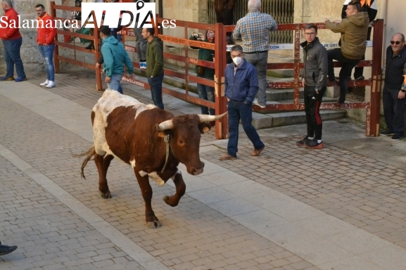El entorno de los corrales tendrá dos puertas de seguridad para evitar nuevas huidas de animales
