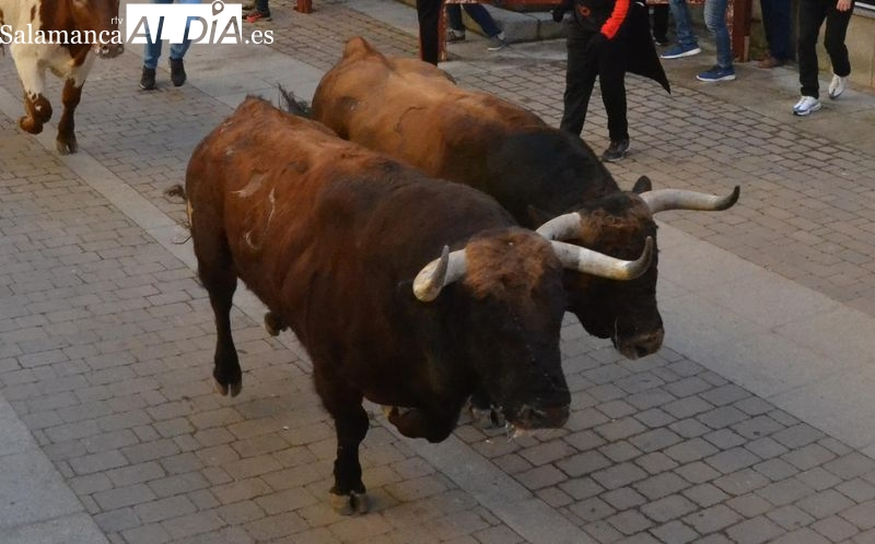 Uno de los astados del Lunes de Sánchez Herrero, Toro Más Bravo del Carnaval 2022
