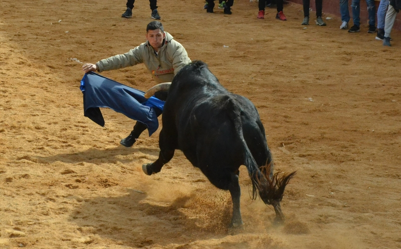 Los recortadores les sacan algo de partido a los dos únicos toros de la capea matinal