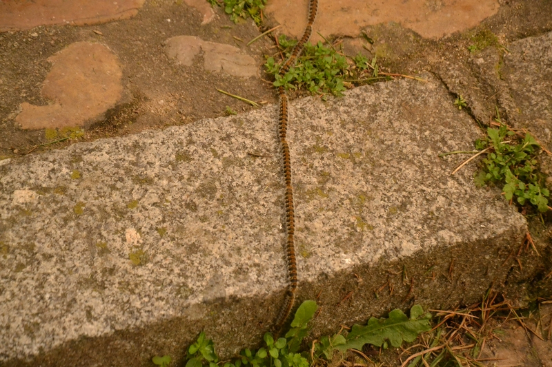 1Foto: Una peligrosa procesión de varios metros de longitud