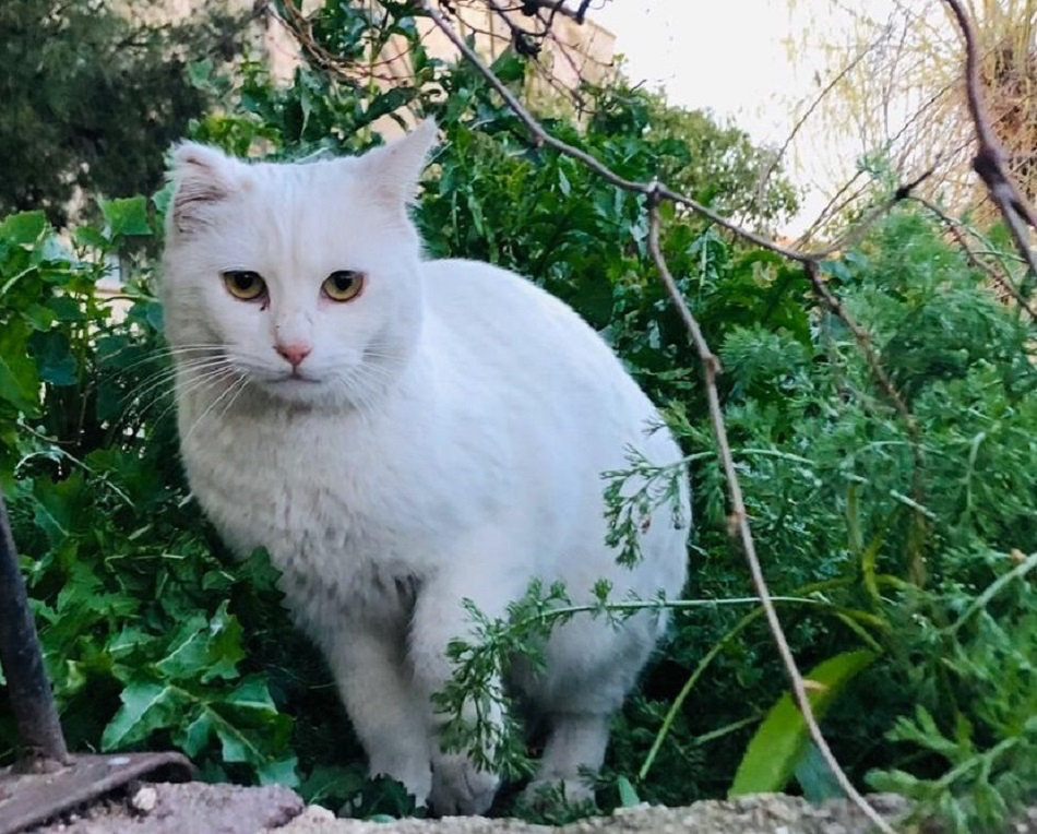 El Ayuntamiento convoca este lunes una reuniòn vecinal centrada en las colonias de gatos callejeros