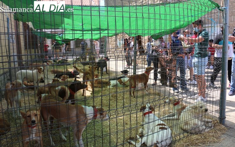 Peralejos de Abajo adelanta al 23 de abril su feria ganadera