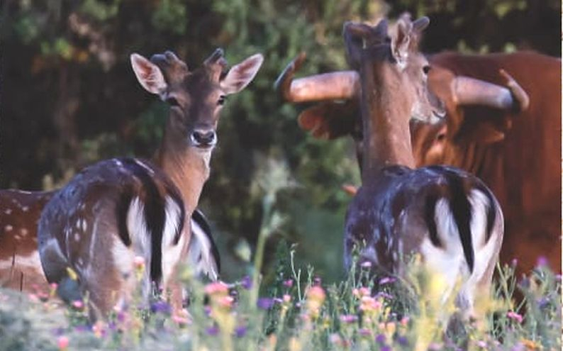 Llega a Salamanca el libro que defiende la tauromaquia frente al movimiento animalista