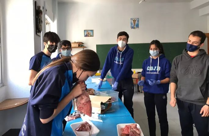 Escolares salmantinos aprenden Anatomía con disecciones de órganos de cordero y vaca