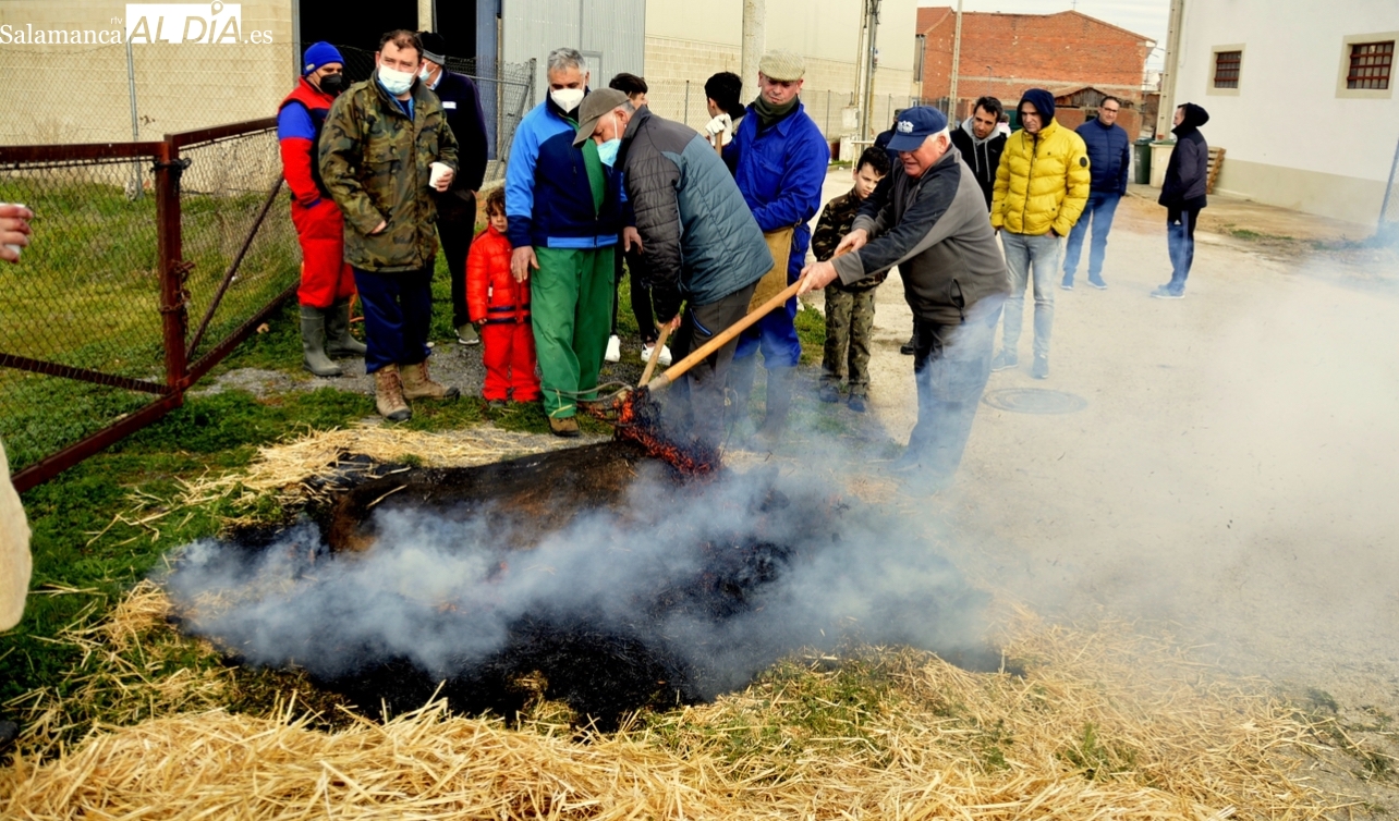 Aldeaseca se vuelva en la celebración de su VII Matanza Típica