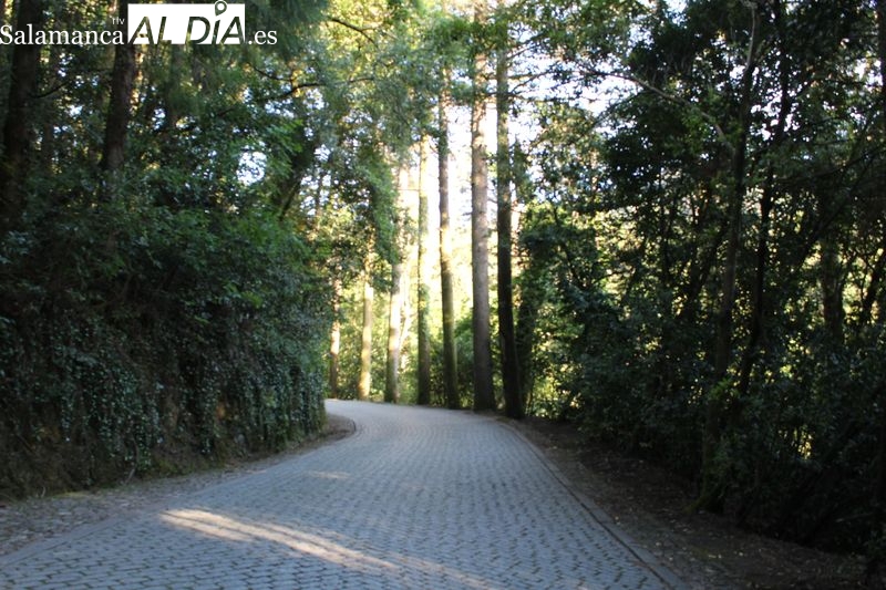 Los bosques y su potencial para la salud, protagonistas de un congreso internacional