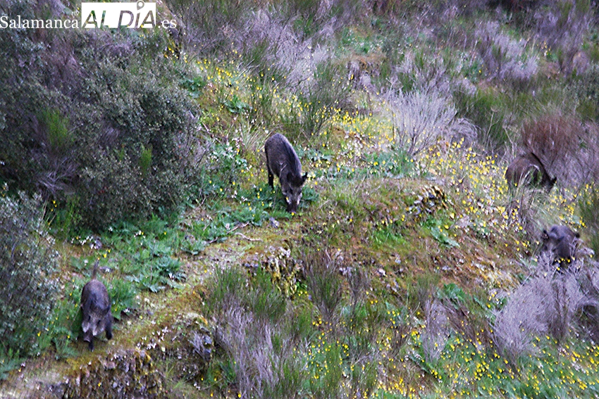 Pobre balance de la temporada de jabalí en la provincia de Salamanca 