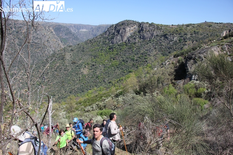 El buen tiempo acompañará a los participantes de la XXV Ruta Senderista de Mieza