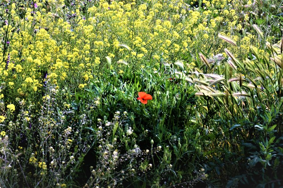 El jardín de Chejov