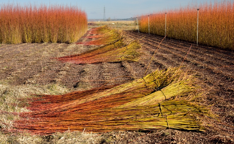  Tradiciones perdurables