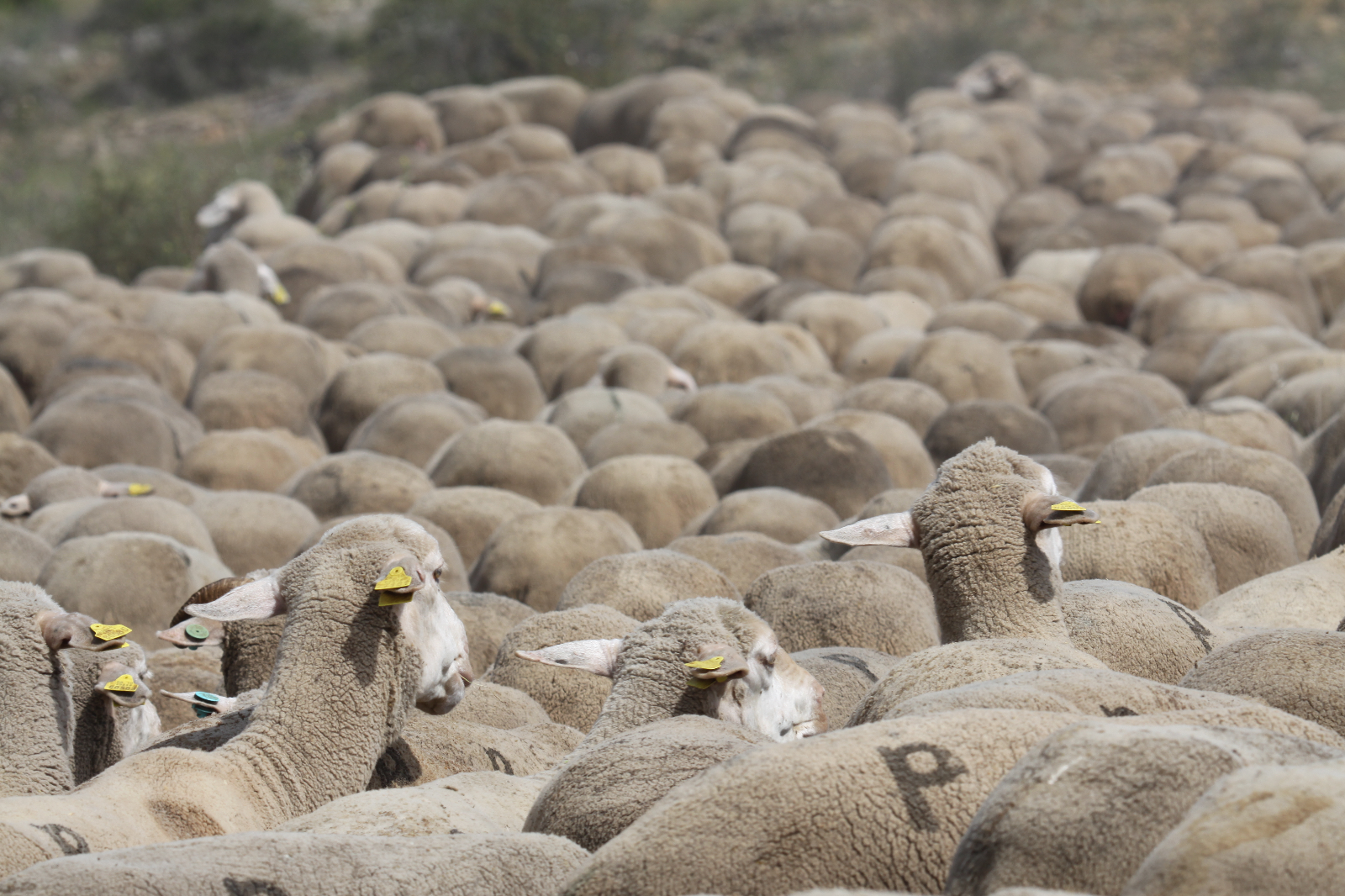 La fuente inspiradora de la trashumancia 