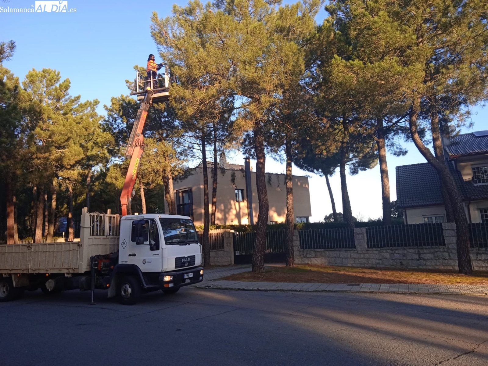 El Ayuntamiento acomete diferentes trabajos para tratar y prevenir la procesionaria del pino