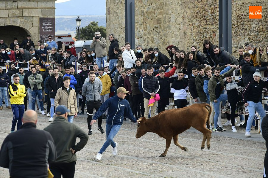 Los mirobrigenses se despiden de los astados con una concurrida capea de vaquillas