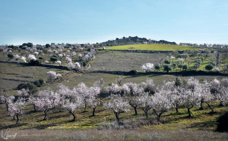 Primavera anticipada