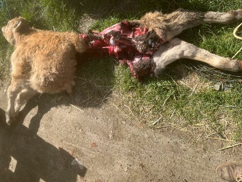 Un ternero muerto tras un nuevo ataque de lobos en Horcajo Medianero