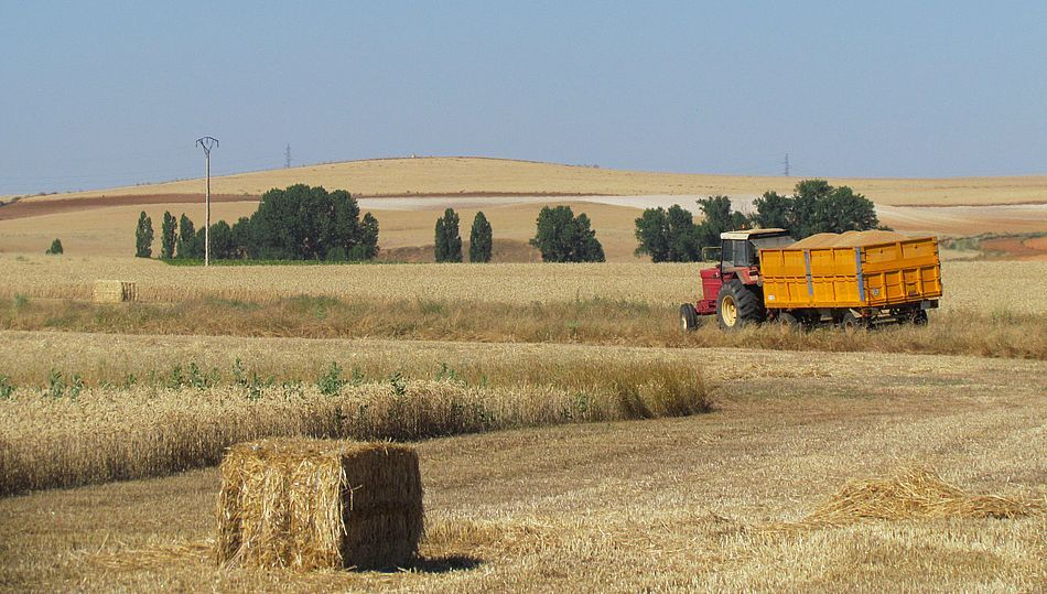 Más de 61.000 agricultores reciben 58 millones de euros en pagos disociados por superficie de la PAC