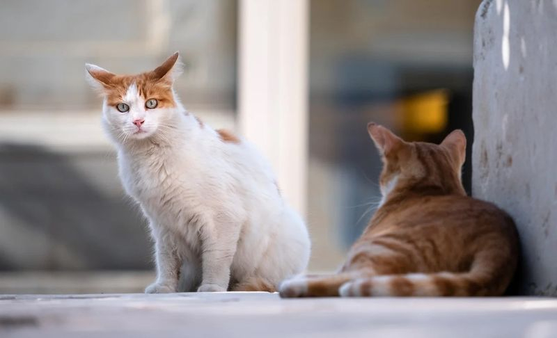 Una asociación animalista gestionará el control de las colonias de gatos de este municipio salmantino