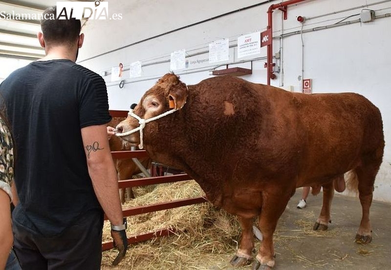 Los paros del transporte llevan a la Diputación a aplazar el Salón del Vacuno