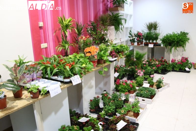 Manos Unidas retoma la venta de plantas solidarias