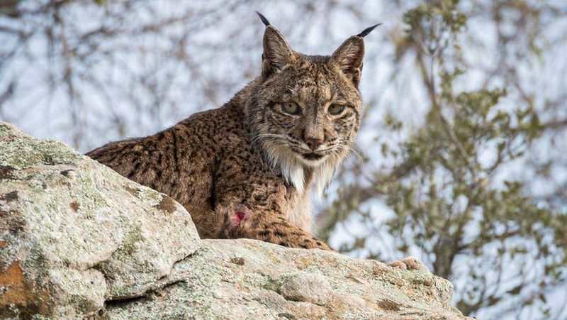 Portugal prepara la reintroducción del lince ibérico en la frontera