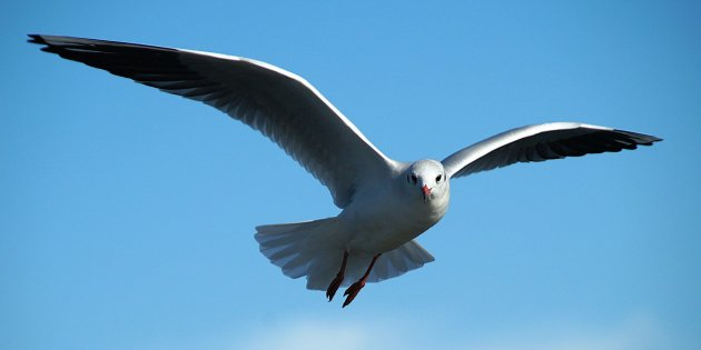 El triste vuelo de la gaviota