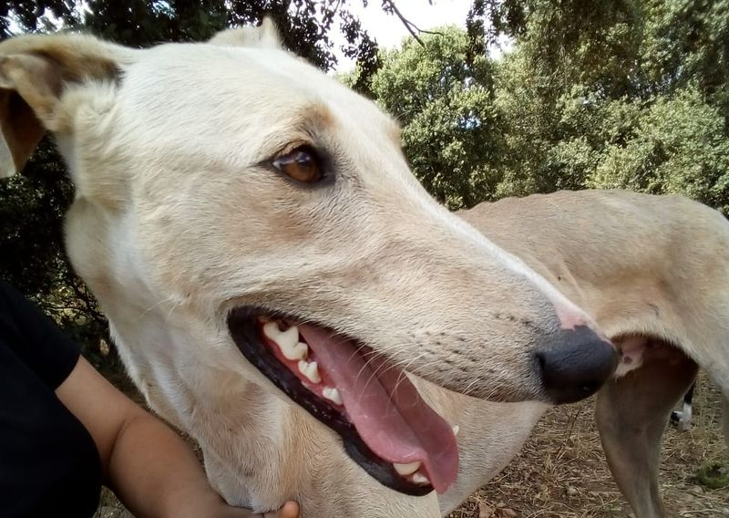 Si te gustan los animales, tienes la oportunidad de ayudar a la Fundación Luna
