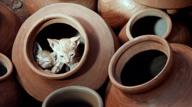 La Casa de las Conchas acoge esta semana el ciclo de cine Imagen Enigma_08 y dos actos literarios