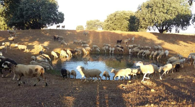 Juan Carlos Sánchez remite una carta al Ministro de Agricultura como apoyo a las gentes del campo