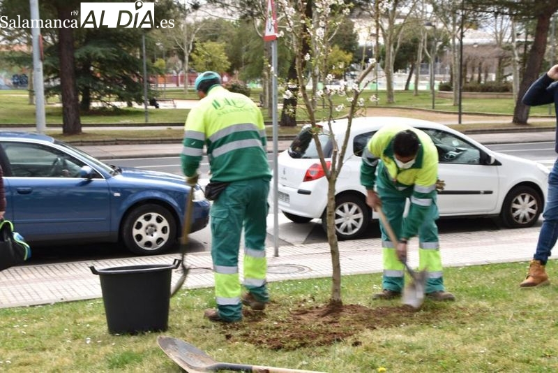 ¿Cuántos árboles hay en la ciudad de Salamanca?